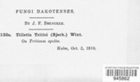 Ustilago tritici image